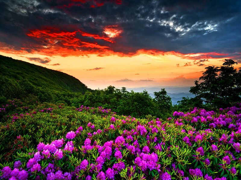 Purple Rhododendron Flowers — Dramatic, Sunset, Photograph