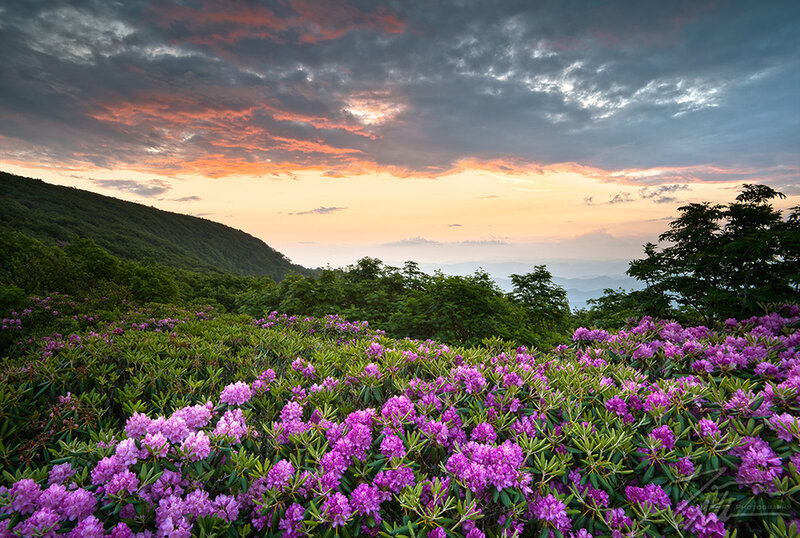 Purple Rhododendron Flowers — Dramatic, Sunset
