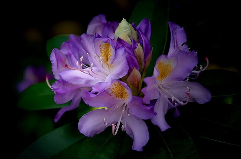 Purple Rhododendron Flowers — Dramatic