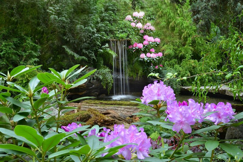 Purple Rhododendron Flowers — Green, Serene, Spring