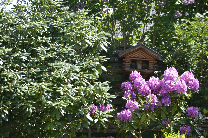 Purple Rhododendron Flowers — Green, Serene