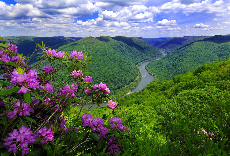 Purple Rhododendron Flowers — Green
