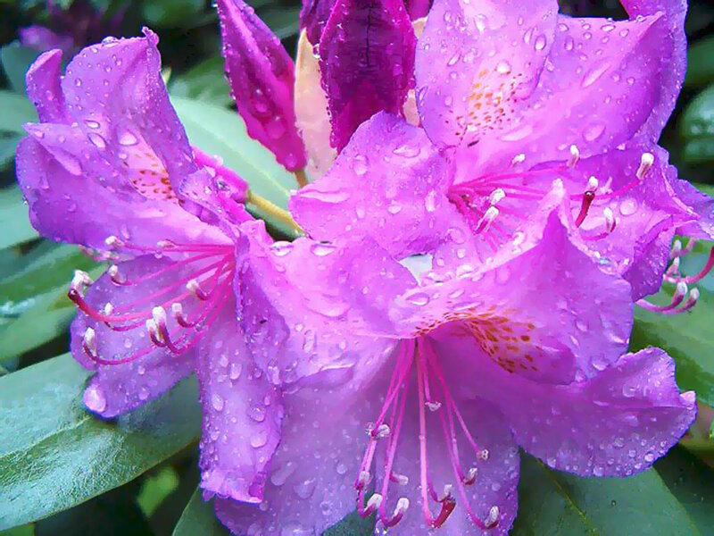 Purple Rhododendron Flowers — Moist