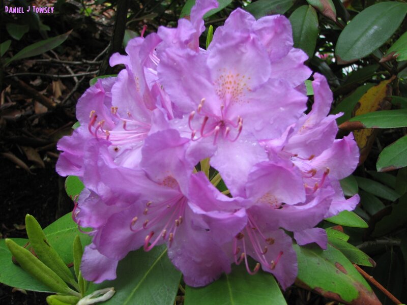 Purple Rhododendron Flowers — Natural, Spring, Photograph