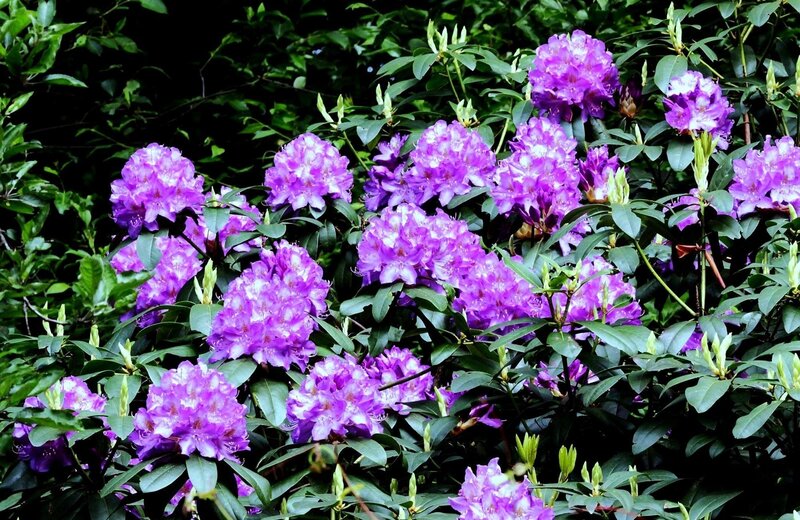 Purple Rhododendron Flowers — Natural, Spring