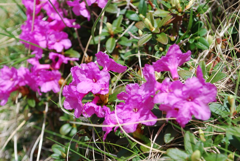 Purple Rhododendron Flowers — Natural