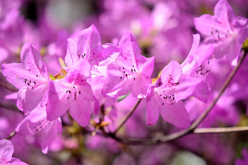 Purple Rhododendron Flowers — Pink, Serene