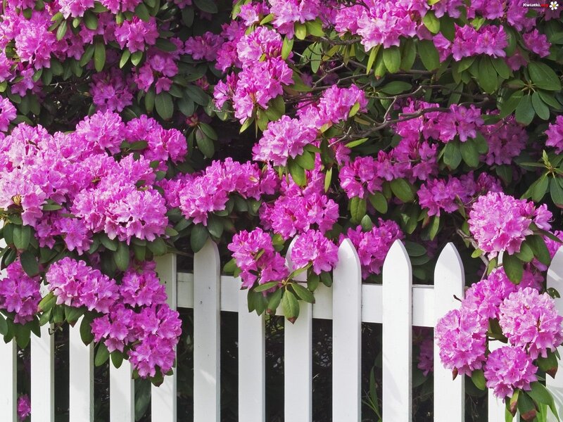 Purple Rhododendron Flowers — Pink
