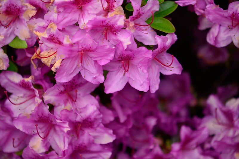 Purple Rhododendron Flowers — Pink, Vibrant