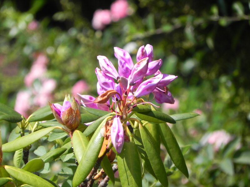Purple Rhododendron Flowers — Serene, Afternoon, Photograph, Buds