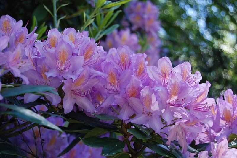 Purple Rhododendron Flowers — Serene, Afternoon, Photograph