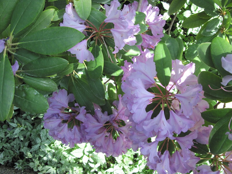 Purple Rhododendron Flowers — Serene, Afternoon