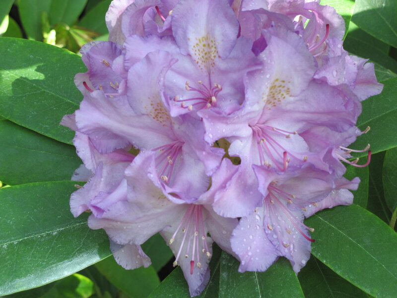 Purple Rhododendron Flowers — Serene, Morning