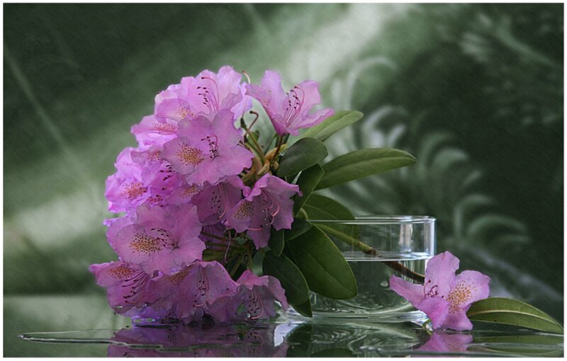 Purple Rhododendron Flowers — Serene, Photograph, Leaves