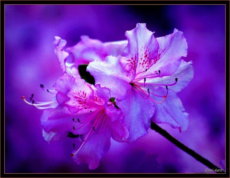 Purple Rhododendron Flowers — Serene, Photograph