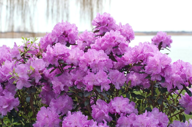 Purple Rhododendron Flowers — Serene, Spring, Photograph, Bush