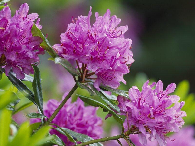 Purple Rhododendron Flowers — Serene, Spring, Photograph, Leaves, Bush