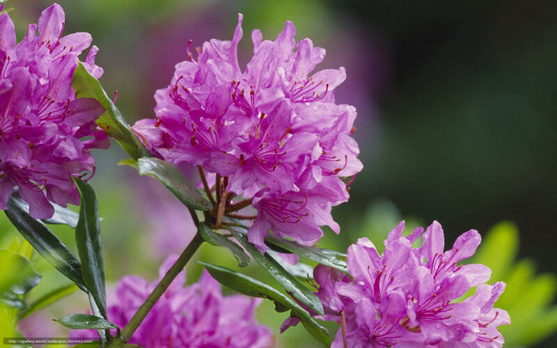 Purple Rhododendron Flowers — Serene, Spring, Photograph, Leaves, Stem
