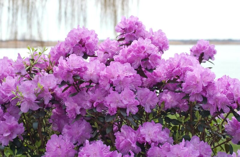Purple Rhododendron Flowers — Serene, Spring, Photograph, Leaves