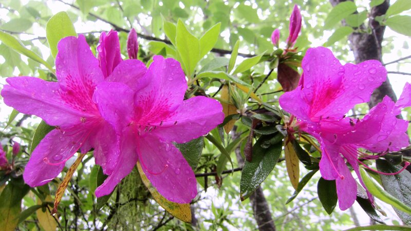 Purple Rhododendron Flowers — Serene, Spring, Photograph