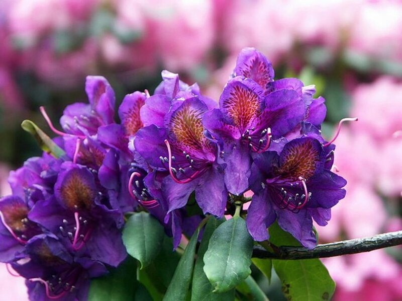 Purple Rhododendron Flowers — Serene, Spring