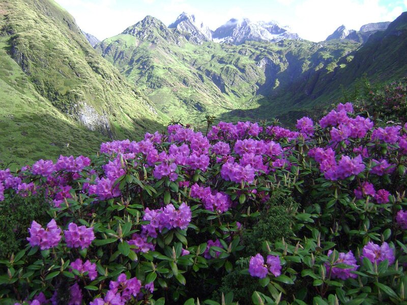 Purple Rhododendron Flowers — Serene, Summer