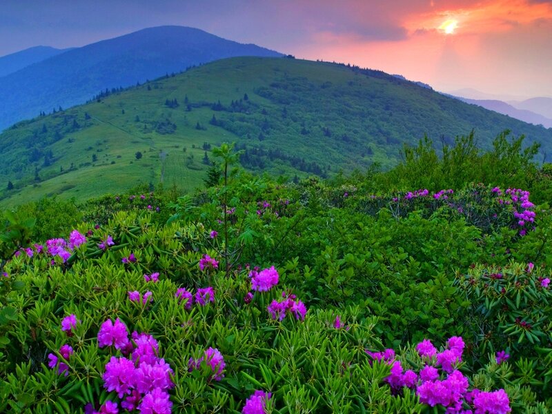 Purple Rhododendron Flowers — Serene, Sunset