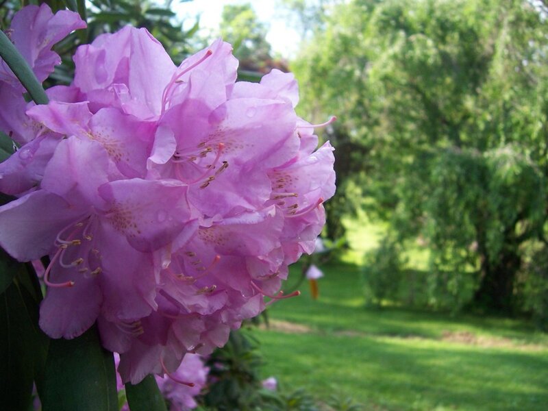 Purple Rhododendron Flowers — Serene