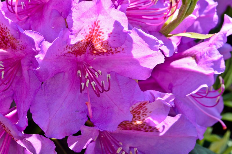 Purple Rhododendron Flowers — Vibrant, Afternoon