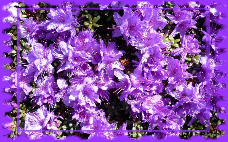 Purple Rhododendron Flowers — Vibrant, Spring, Photograph, Leaves, Frame