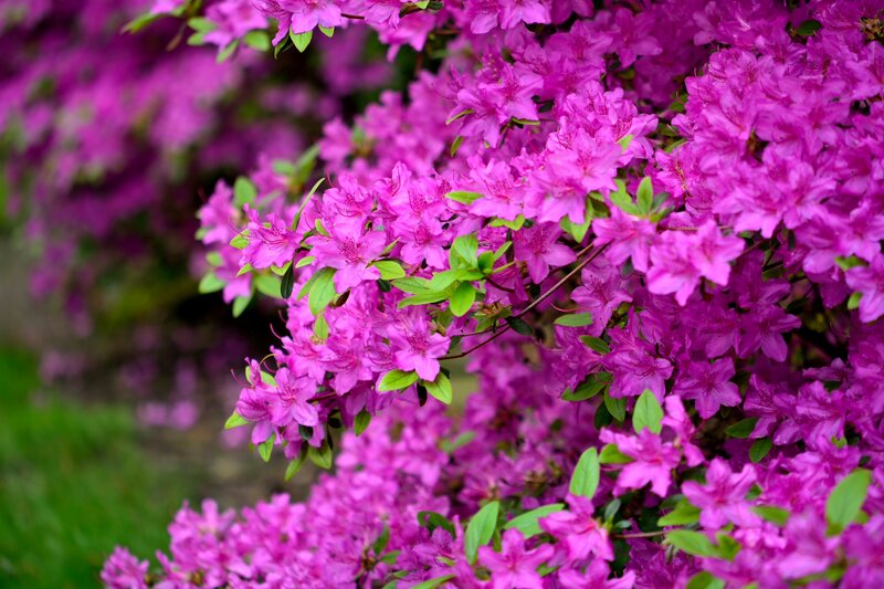 Purple Rhododendron Flowers — Vibrant, Spring, Photograph, Leaves