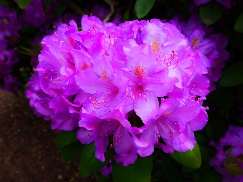 Purple Rhododendron Flowers — Vibrant, Spring, Photograph