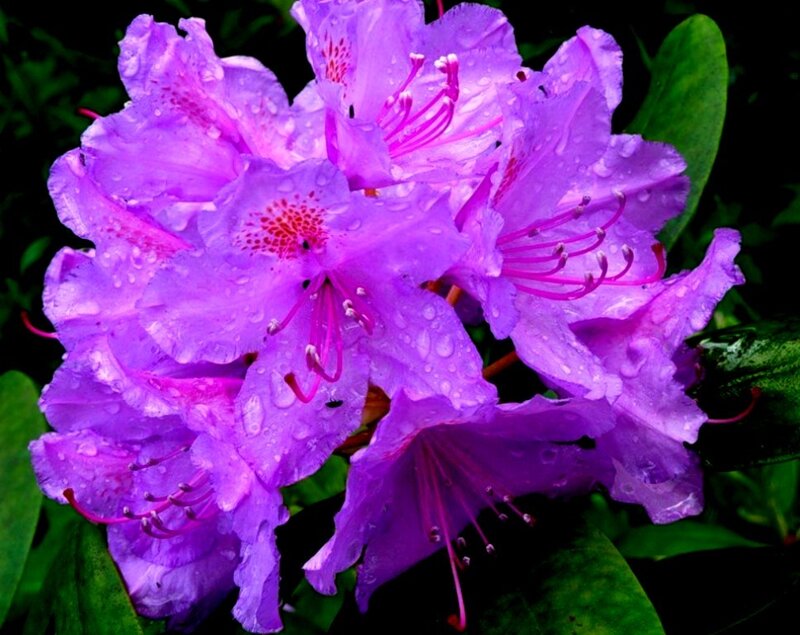 Purple Rhododendron Flowers — Vibrant, Spring
