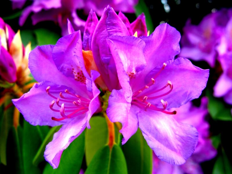 Purple Rhododendron Flowers — Vibrant