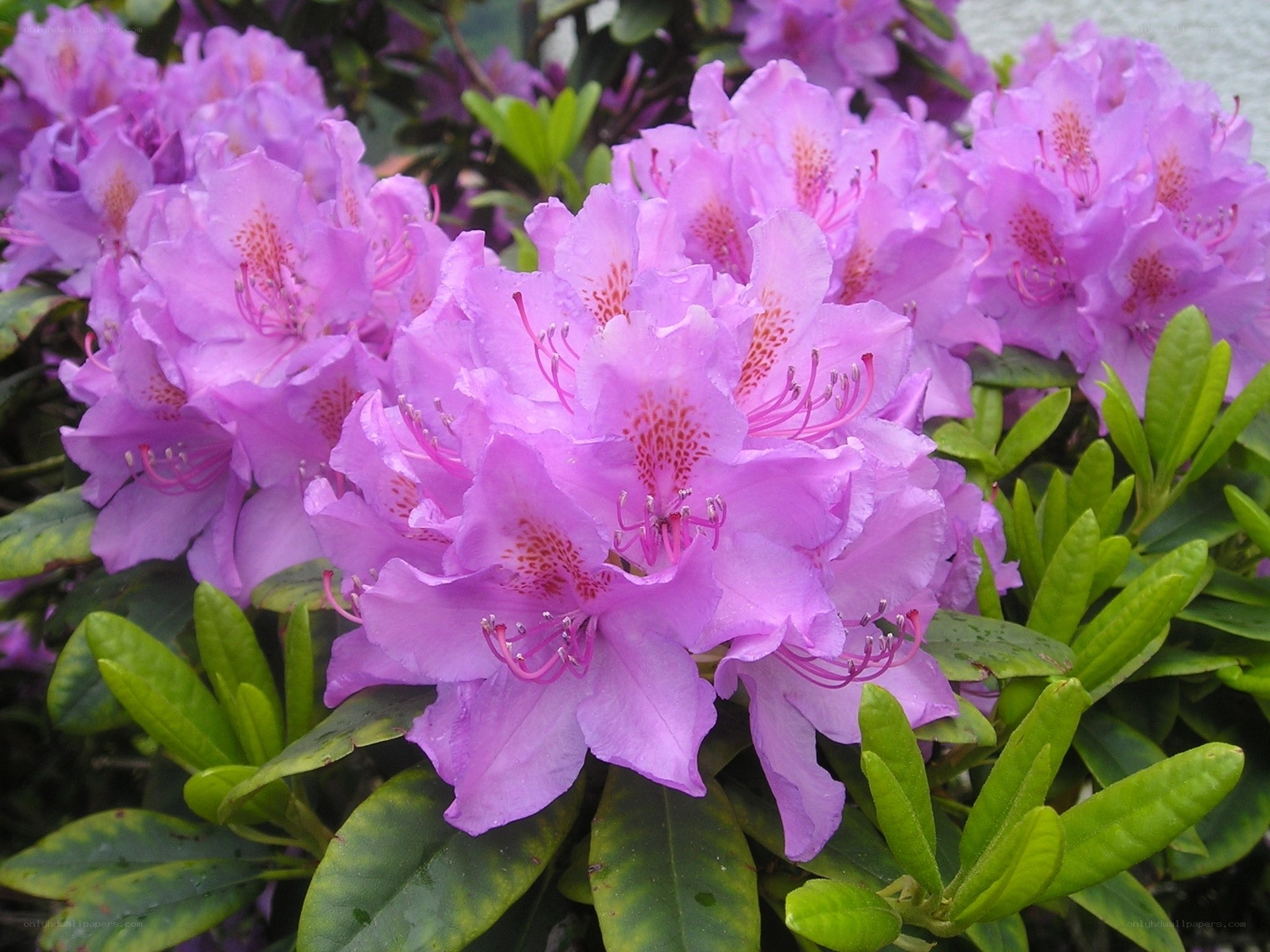purple rhododendron flowers