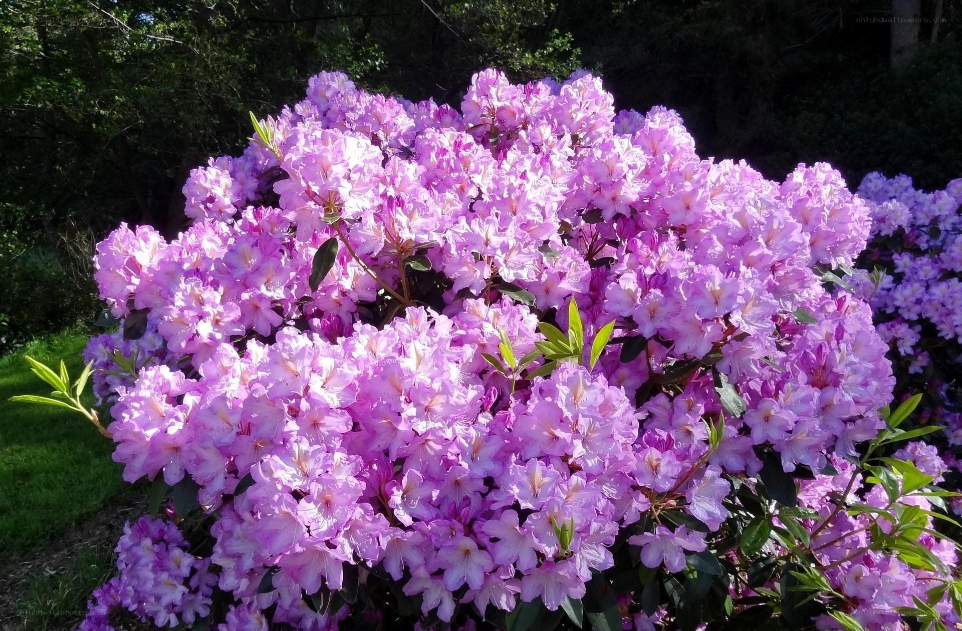 Purple rhododendron in bloom