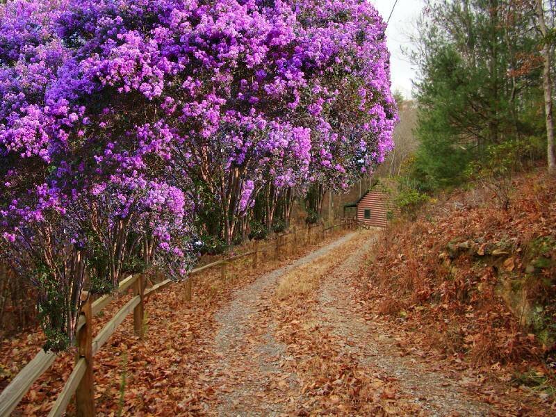 purple rhododendron path
