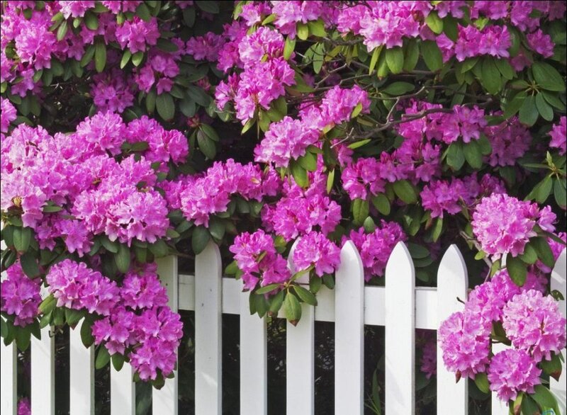 purple rhododendrons by white fence