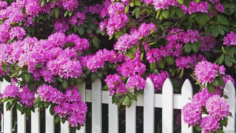 purple rhododendrons by white fence