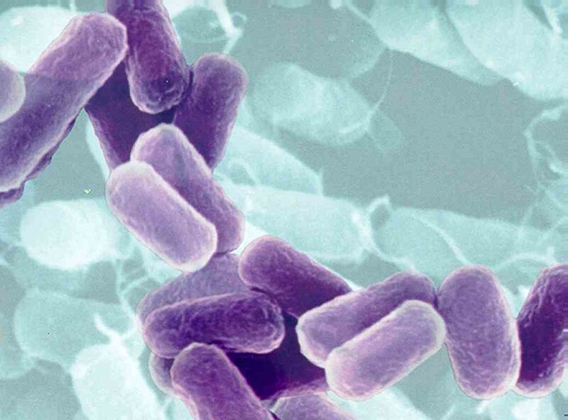 Purple Rod-shaped Bacteria