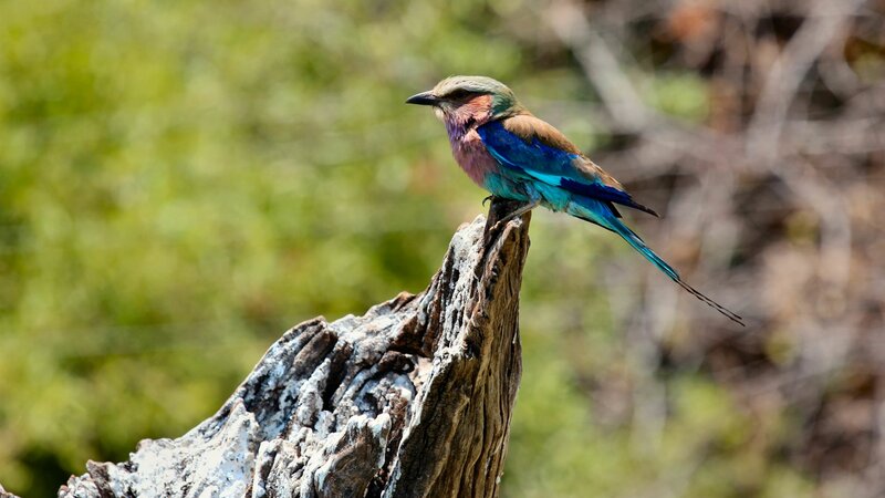 Purple Roller Bird — Blue, Calm