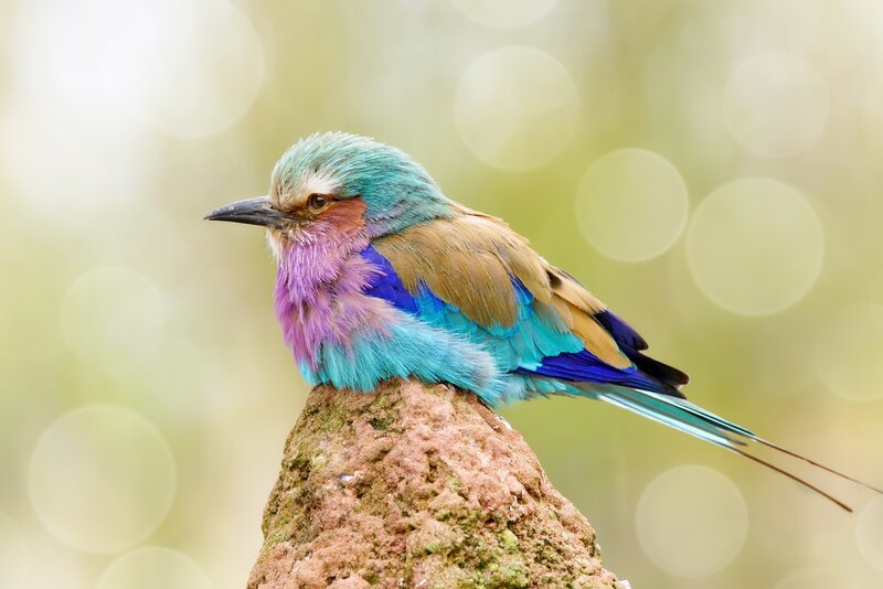 Purple Roller Bird — Blue, Serene
