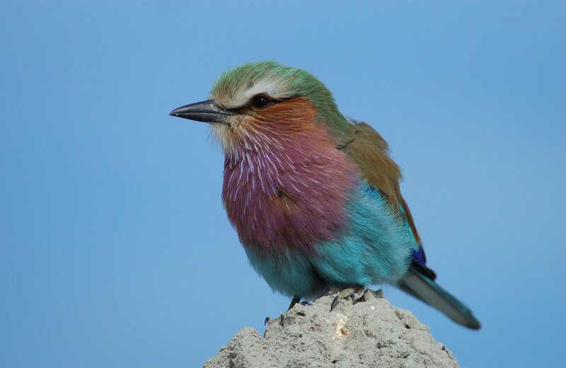 Purple Roller Bird — Blue