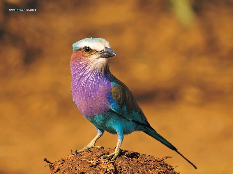 Purple Roller Bird — Calm
