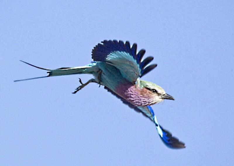 Purple Roller Bird in Flight — Blue