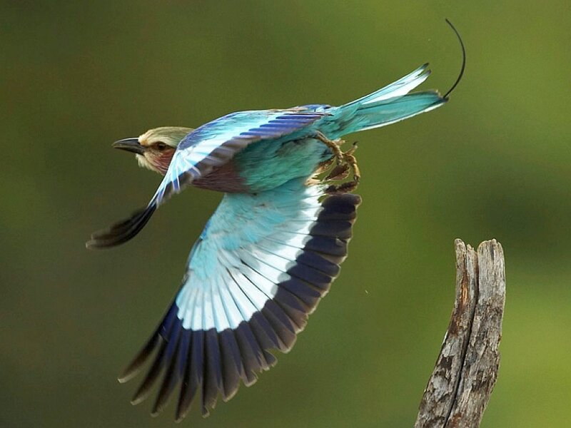 Purple Roller Bird in Flight