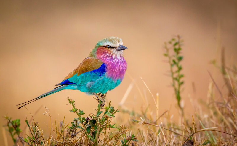 Purple Roller Bird