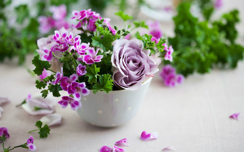 Purple Rose and Geraniums