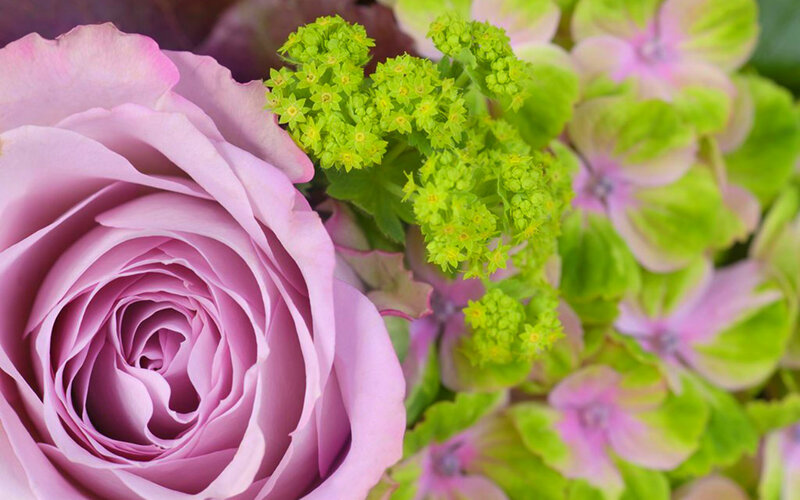 Purple Rose and Hydrangea