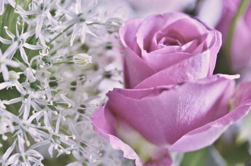 Purple Rose and White Flowers